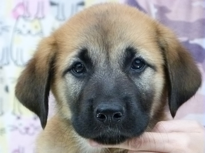 chinook puppy